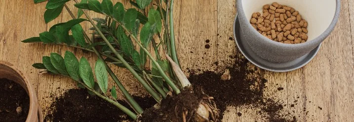 Umtopfen einer Pflanze